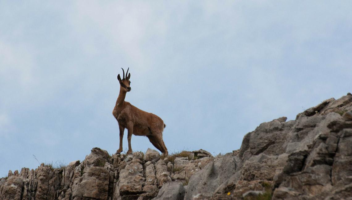 Pirineos isard