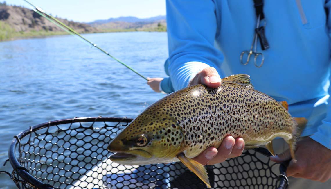 Trout fishing